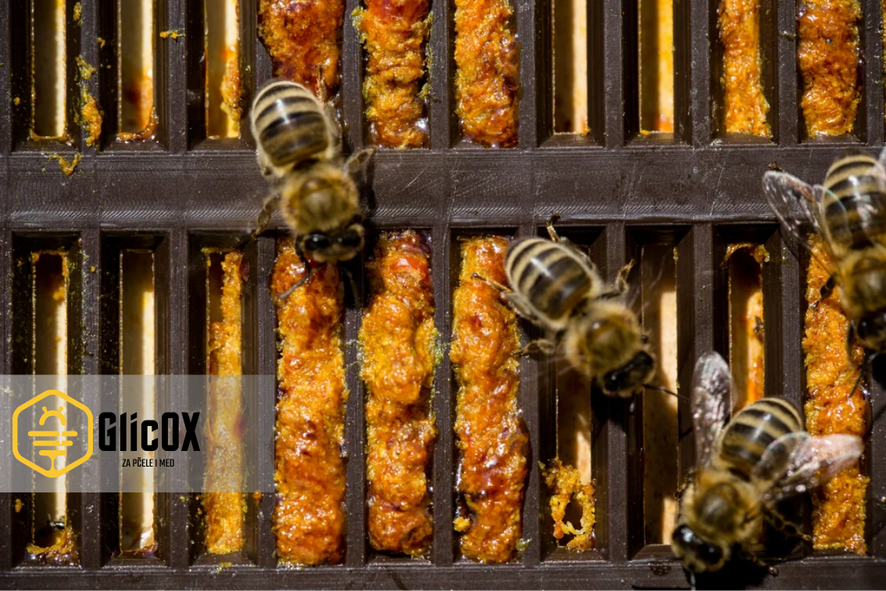 Pčele na mreži skupljaju propolis