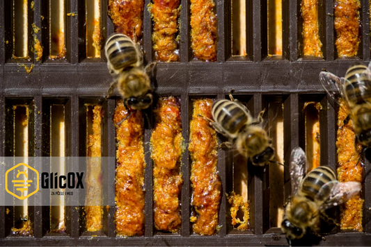 Pčele na mreži skupljaju propolis