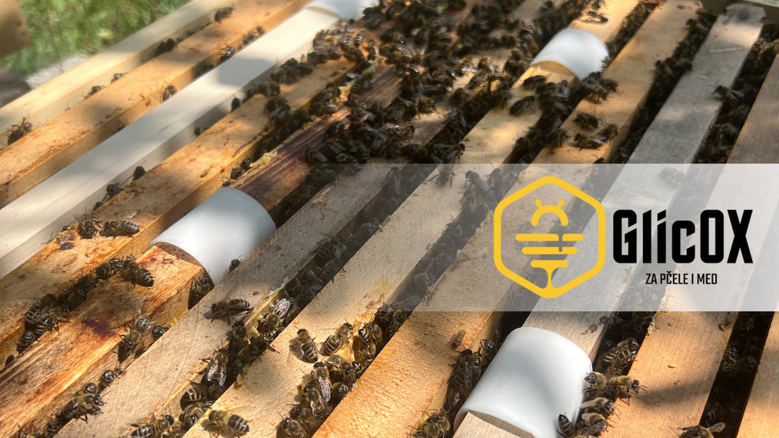 5 razloga zašto su oksalne trake spas za vaše pčele